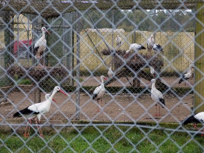 STNO8344d_h768 Storkprojektet.jpg