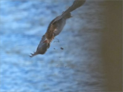 Fs Suddmes 251025.JPG