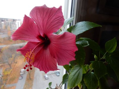Hibiskusblomman_31_10_2024.jpg Hibiskusblomman_31_10_2024.jpg