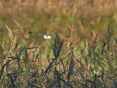 Fs Suddmes 251115.JPG