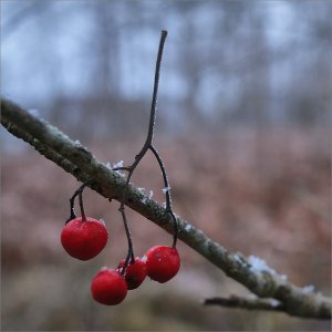 241119.01.JPG 241119.01.JPG