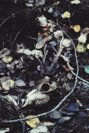 Skärmbild 2025-11-30 112814.png