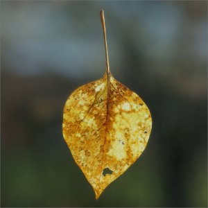 151130.01.JPG 151130.01.JPG