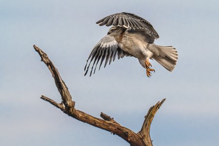 Black-winged Kite flyger1.jpg
