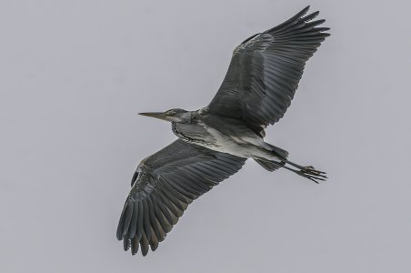 Häger flygande1.jpg