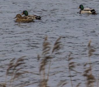 2015-12-11.jpg 2015-12-11.jpg