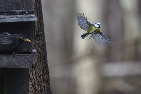Blåmes Koltrast.jpg