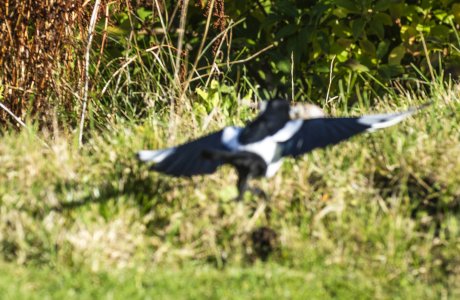Suddskata med skogsmus i munnen.jpg