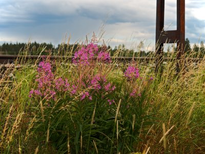 P7080037_DxO_darkt-E.jpg P7080037_DxO_darkt-E.jpg