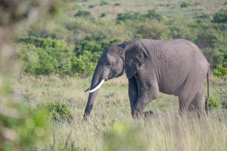 _DSC0554.jpg _DSC0554.jpg