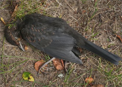 Fs Döden 260103.jpg