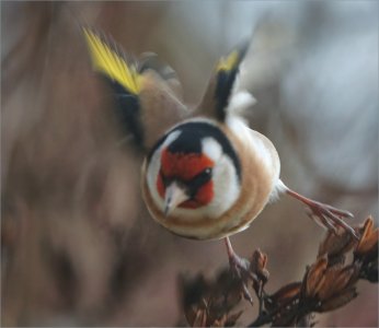 Fs Suddmes 260127.JPG Fs Suddmes 260127.JPG