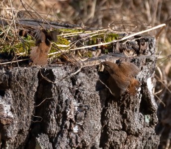 _NZ84180ph20260128.jpg _NZ84180ph20260128.jpg