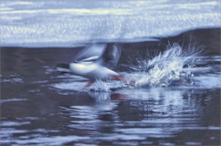 Fs Suddmes 260209.JPG