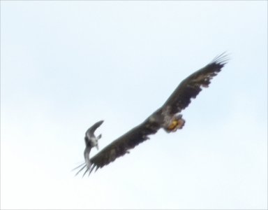 Fs Suddmes 260315.JPG