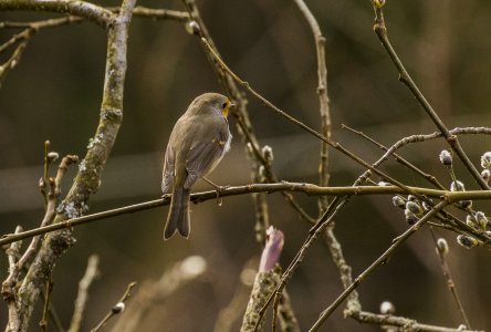 2016-04-04 247A5637.jpg