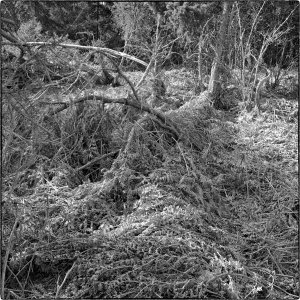 250404-Fs-1år.jpg 250404-Fs-1år.jpg