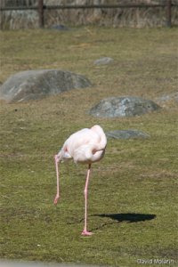 flamingo.jpg