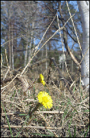 tussilago 3.gif