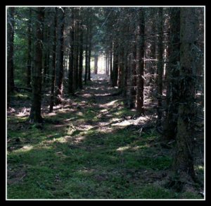 skog1.jpg