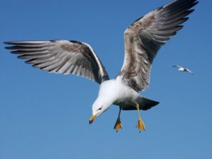 larus-fuscus-graellsi3lowre.jpg