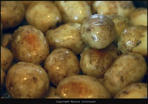 potatis-ste-220704--2364-40.jpg
