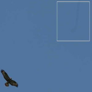 linsfelet - vråk.jpg