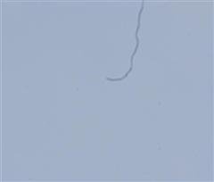 linsfel img_1488 (small) (wince).jpg