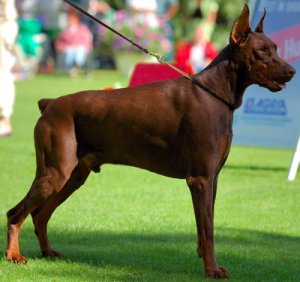 doberman.jpg