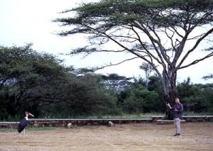 marabou-fotograf.jpg