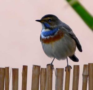 bluethroat.jpg