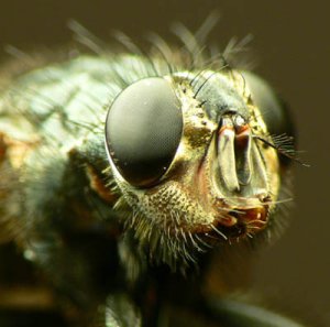 fluga macro 1.jpg