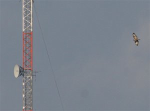 mast1.jpg