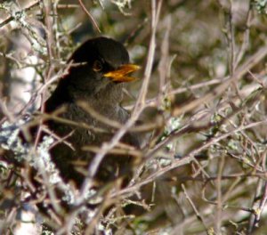 blackbird2_crop.jpg