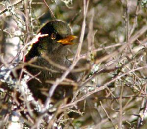 blackbird2_crop[1] 2.jpg