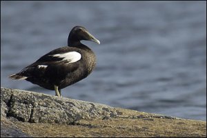 konstig-birdie.jpg