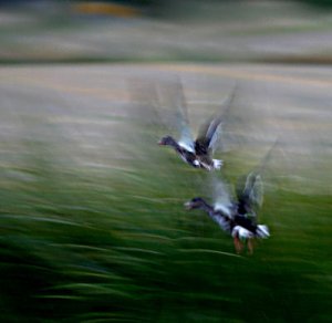 flying ducks ss.jpg