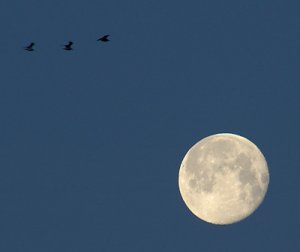 moon-with-birds.jpg