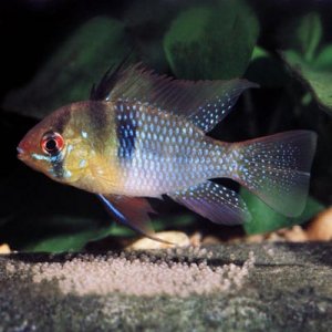 microgeophagus ramirezi male.jpg