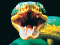 exn20030716-snakestrike.jpg