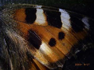 100ri-r0010358fjäril b400 w.jpg