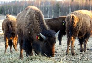 bison02.jpg