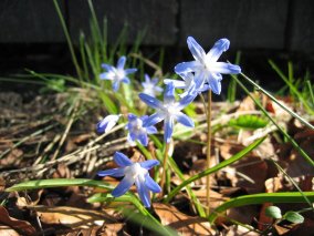 scilla-skalad-till-en-åtton.jpg