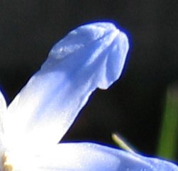 scilla-beskuren-blooming.jpg