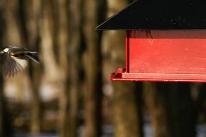 kaj_nu-flyger-du-ur-bild.jpg