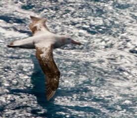 vandringalbatross i kölvattnet-1.jpg