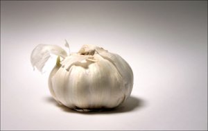 garlic1.jpg