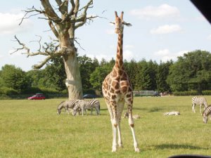 zoo i danmark.jpg