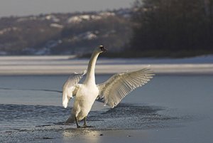 drying_wings_small.jpg