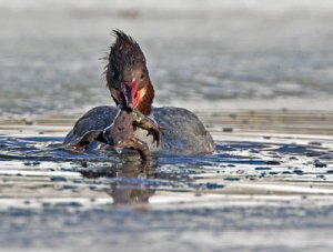 storskrak hone med grod i munnen.jpg